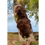 Lammskinnsfäll Gently Brun 180x60cm Royal Camping